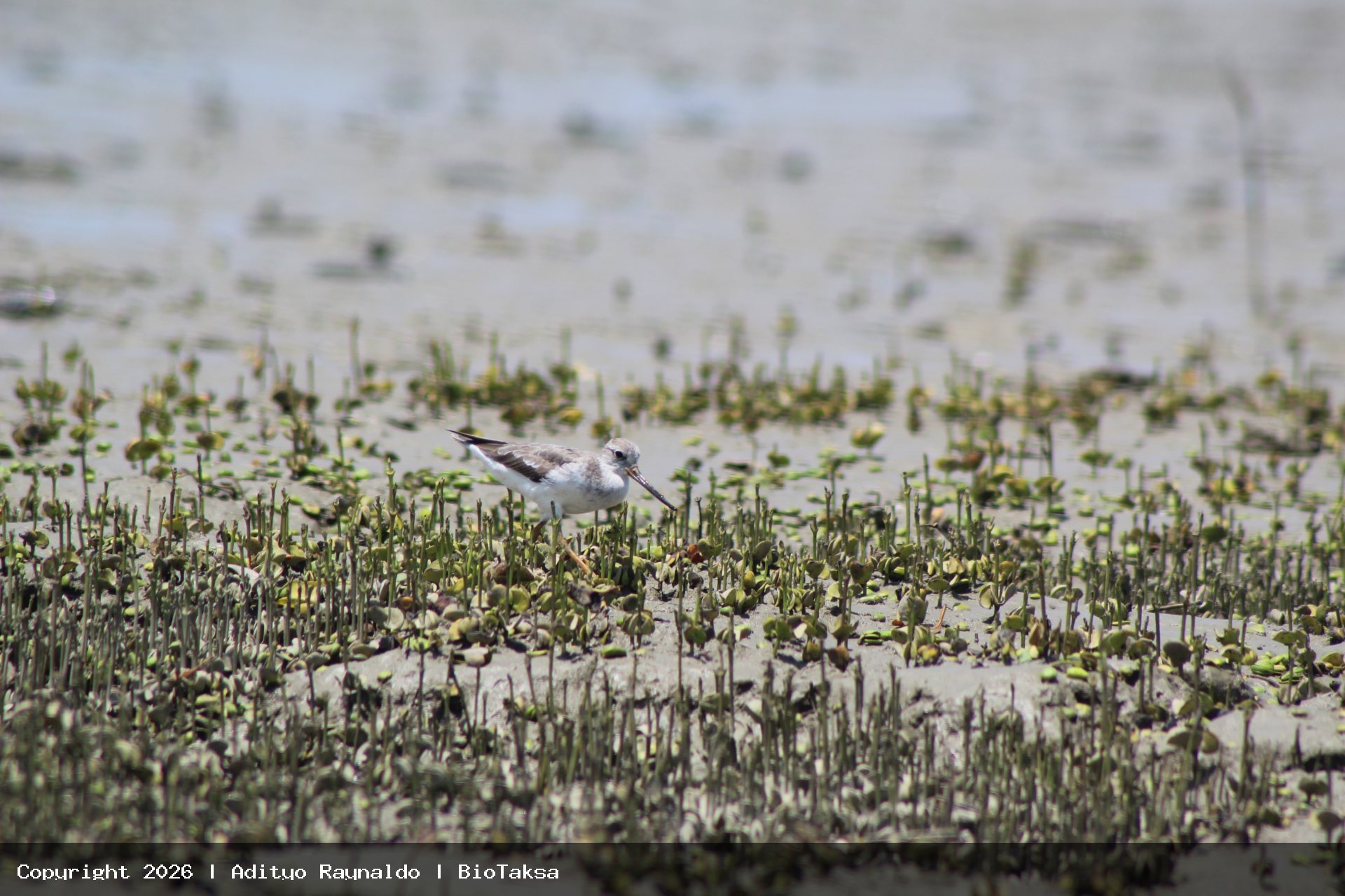 Terek Sandpiper/Trinil bedaran